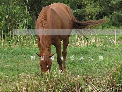假结婚贷款违法吗 假结婚贷款违法吗