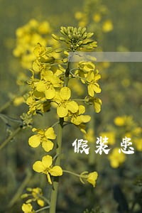 假装患有抑郁症来离婚违法吗 假装患有抑郁症来离婚违法吗