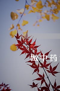 做中药违法吗 做中药违法吗