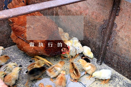 做执行的律师 做执行的律师