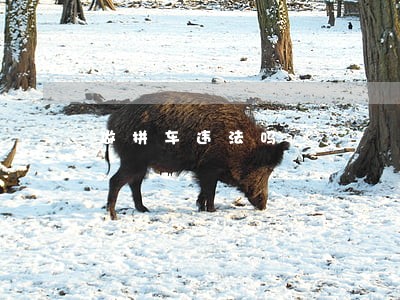 做拼车违法吗 做拼车违法吗