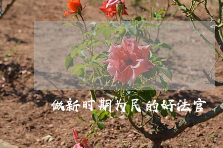 做新时期为民的好法官 做新时期为民的好法官