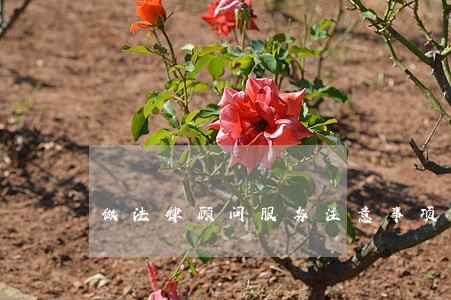 做法律顾问服务注意事项 做法律顾问服务注意事项