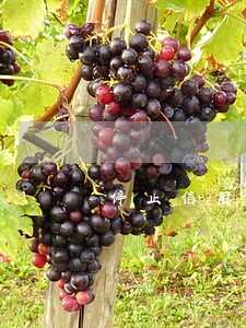 停止信用卡逾期多久能解除 停止信用卡逾期多久能解除