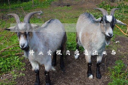 停止受理交通违法业务 停止受理交通违法业务