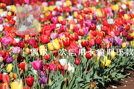 偶尔一次信用卡逾期还款