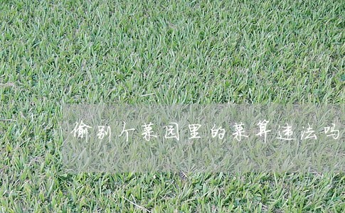 偷别个菜园里的菜算违法吗