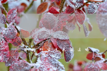 偷挖野生兰花违法吗