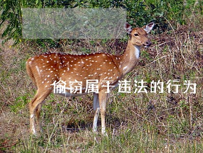 偷窃属于违法的行为 偷窃属于违法的行为