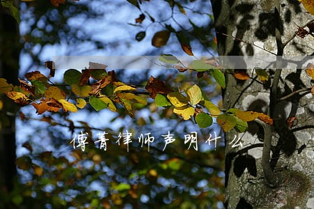 傅菁律师声明什么 傅菁律师声明什么
