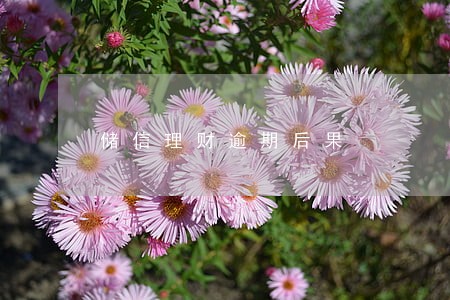 储信理财逾期后果 储信理财逾期后果