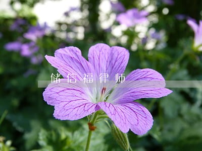 储信福律师 储信福律师