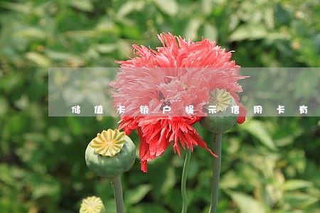 储值卡销户提示信用卡有逾期 储值卡销户提示信用卡有逾期