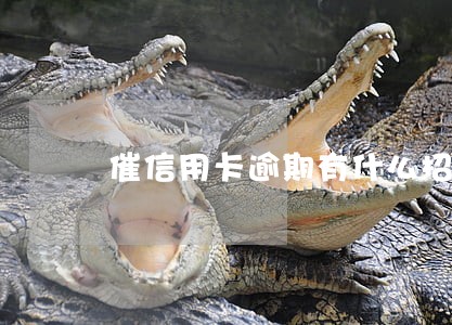 催信用卡逾期有什么招