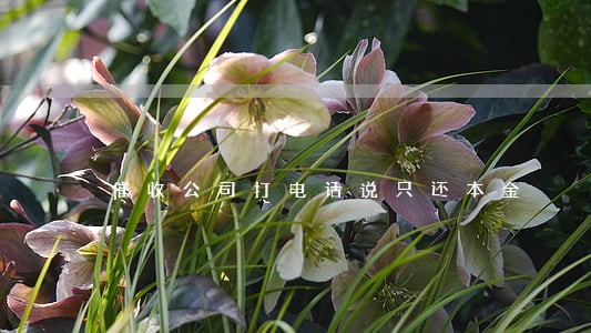 催收公司打电话说只还本金 催收公司打电话说只还本金