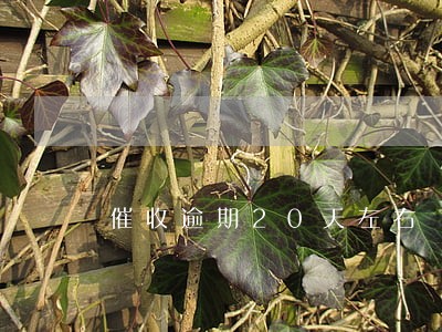 催收逾期20天左右 催收逾期20天左右
