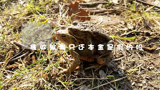 催收骗我只还本金是假的吗 催收骗我只还本金是假的吗