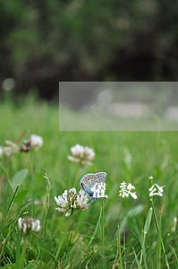 催款公司说只还本金就销卡