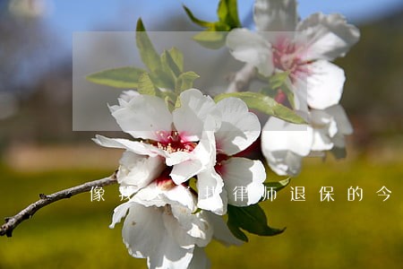 像我这样找律师退保的今年不少 像我这样找律师退保的今年不少