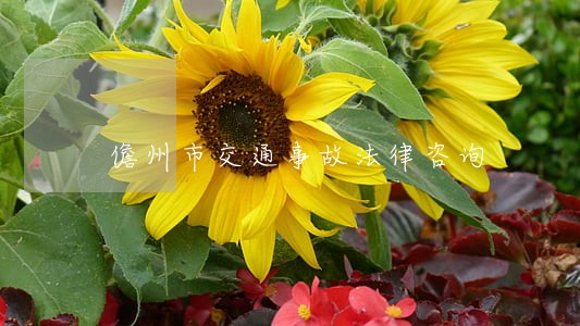 儋州市交通事故法律咨询 儋州市交通事故法律咨询