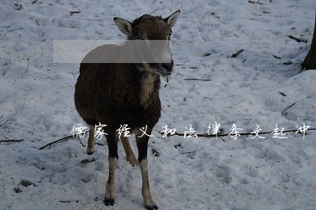 儒家经义和法律条文起冲突 儒家经义和法律条文起冲突