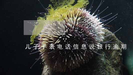 儿子手表电话信息说银行逾期 儿子手表电话信息说银行逾期