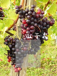 儿子欠信用卡逾期父母咋办 儿子欠信用卡逾期父母咋办