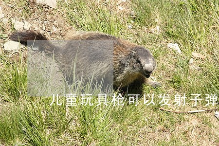 儿童玩具枪可以发射子弹违法吗 儿童玩具枪可以发射子弹违法吗