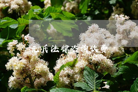 元氏法律咨询收费 元氏法律咨询收费