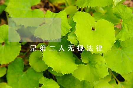 兄弟二人无视法律