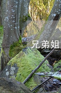 兄弟姐妹之间有法律关系