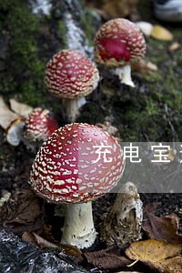 充电宝逾期会影响信用吗 充电宝逾期会影响信用吗