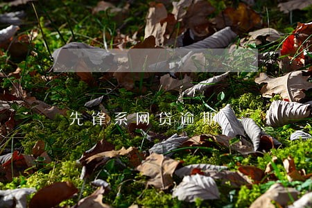先锋系网贷逾期 先锋系网贷逾期