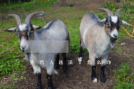 先骂人违法了怎么办 先骂人违法了怎么办