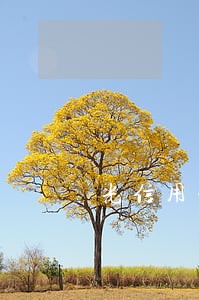 光信用卡有过逾期还能提额吗 光信用卡有过逾期还能提额吗