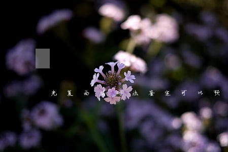 光复西路司法鉴定可以预约时间吗