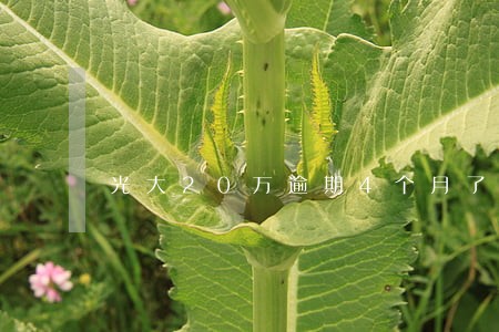 光大20万逾期4个月了 光大20万逾期4个月了