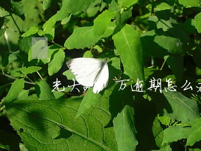 光大20万逾期怎么办 光大20万逾期怎么办
