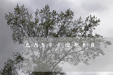光大500逾期半月 光大500逾期半月