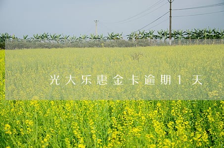 光大乐惠金卡逾期1天 光大乐惠金卡逾期1天