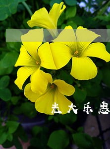 光大乐惠金卡逾期3个月 光大乐惠金卡逾期3个月