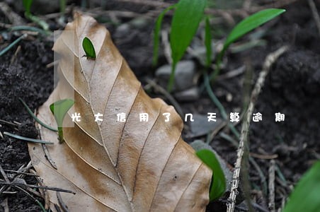 光大信用了几天算逾期