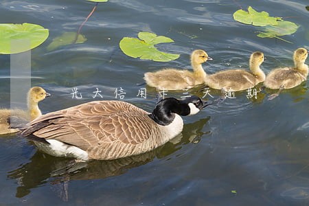 光大信用卡三天逾期