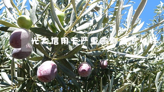 光大信用卡严重逾期会怎么样 光大信用卡严重逾期会怎么样