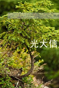 光大信用卡卡逾期了怎么办 光大信用卡卡逾期了怎么办