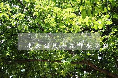 光大信用卡在哪查逾期 光大信用卡在哪查逾期