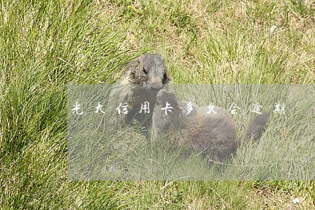 光大信用卡多久会逾期