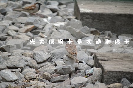 光大信用卡多次逾期停卡好解吗