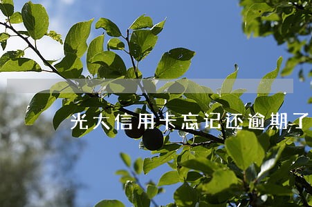 光大信用卡忘记还逾期了