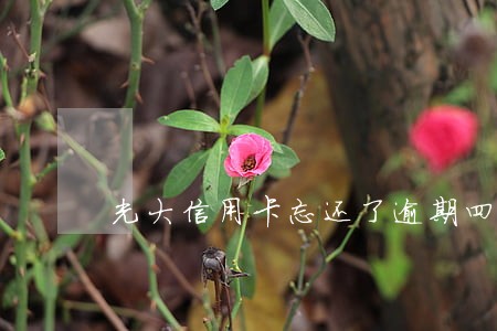 光大信用卡忘还了逾期四天要紧吗 光大信用卡忘还了逾期四天要紧吗
